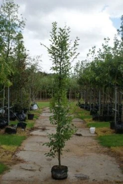 Haagbeuk Als Boom (Carpinus Betulus 'Fastigiata') 21 Haagbeuk Als Boom (Carpinus Betulus 'Fastigiata') -PlantenPracht Winkel 20120213162014 25 1