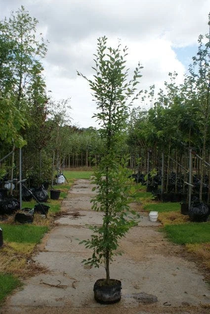 Haagbeuk Als Boom (Carpinus Betulus 'Fastigiata') 5 Haagbeuk Als Boom (Carpinus Betulus 'Fastigiata') - Afbeelding 3