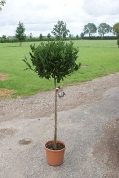 Echte Laurier Op Stam (Laurus Nobilis) -PlantenPracht Winkel 20120213163018 4