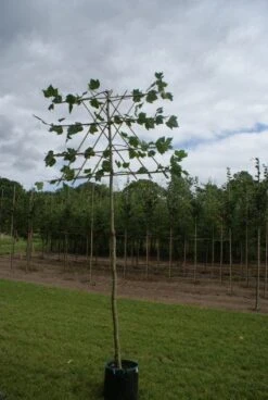 Leiplataan (Platanus Hispanica) -PlantenPracht Winkel 20120213163331 13 1