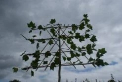 Leiplataan (Platanus Hispanica) -PlantenPracht Winkel 20120213163531 12