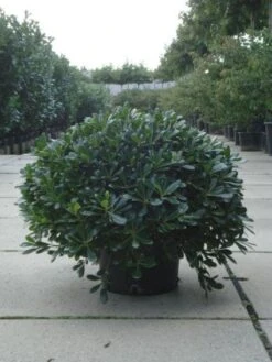 Australische Laurier (Pittosporum Tobira 'Nanum') -PlantenPracht Winkel 20120213163910 8