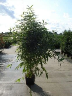 Bamboe (Phyllostachys Aurea) -PlantenPracht Winkel 20120213164824 13