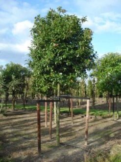 Glansmispel Als Boom (Photinia Fraseri 'Red Robin') 17 Glansmispel Als Boom (Photinia Fraseri 'Red Robin') -PlantenPracht Winkel 20120214125941 9 2