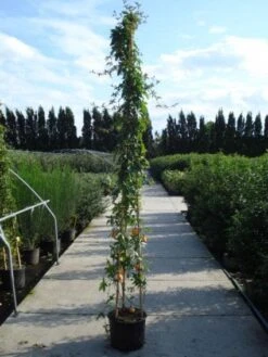 Passiebloem (Passiflora Caerulea) -PlantenPracht Winkel 20120214131255 6