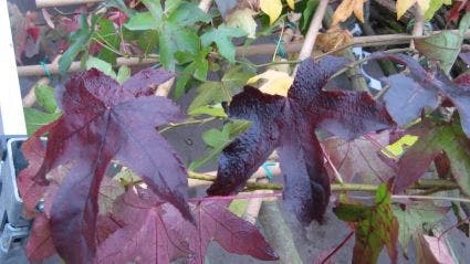 Amberboom Als Leiboom (Liquidambar Styraciflua 'Worplesdon') 5 Amberboom Als Leiboom (Liquidambar Styraciflua 'Worplesdon') - Afbeelding 3