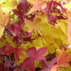 Amberboom (Liquidambar Styraciflua 'Worplesdon') -PlantenPracht Winkel 20120214133347 20 1 1