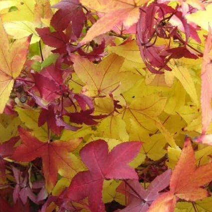 Amberboom (Liquidambar Styraciflua 'Worplesdon') 6 Amberboom (Liquidambar Styraciflua 'Worplesdon') - Afbeelding 4