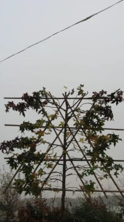 Amberboom Als Leiboom (Liquidambar Styraciflua) -PlantenPracht Winkel 20120214133547 7 1