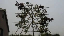 Amberboom Als Leiboom (Liquidambar Styraciflua) -PlantenPracht Winkel 20120214133609 7