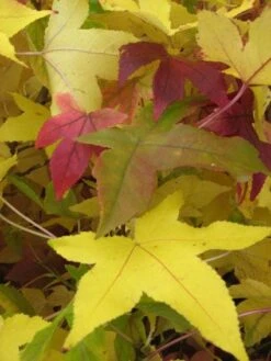 Amberboom Als Leiboom (Liquidambar Styraciflua) -PlantenPracht Winkel 20120214133628 7 1