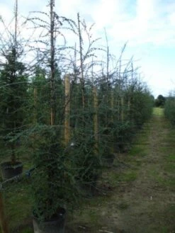 Schijnbeuk (Nothofagus Antarctica) -PlantenPracht Winkel 20120214134552 10