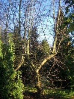 Schijnbeuk (Nothofagus Antarctica) -PlantenPracht Winkel 20120214134607 10