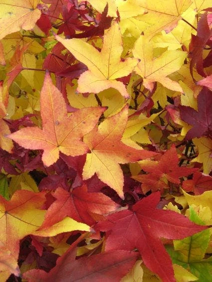 Amberboom Als Struik (Liquidambar Styraciflua 'Worplesdon') 5 Amberboom Als Struik (Liquidambar Styraciflua 'Worplesdon') - Afbeelding 3