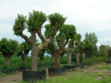 Witte Moerbei (Morus Alba) 6 Witte Moerbei (Morus Alba) - Afbeelding 4