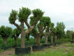 Witte Moerbei (Morus Alba) 25 Witte Moerbei (Morus Alba) -PlantenPracht Winkel 20120214140206 11