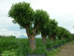 Witte Moerbei (Morus Alba) 27 Witte Moerbei (Morus Alba) -PlantenPracht Winkel 20120214140222 11 1