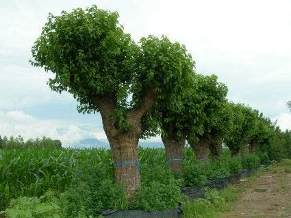 Witte Moerbei (Morus Alba) 8 Witte Moerbei (Morus Alba) - Afbeelding 6