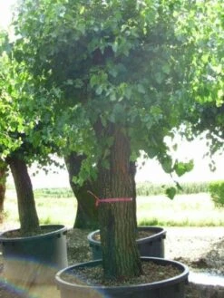 Witte Moerbei (Morus Alba) 24 Witte Moerbei (Morus Alba) -PlantenPracht Winkel 20120214140237 11