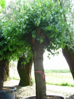 Witte Moerbei (Morus Alba) 28 Witte Moerbei (Morus Alba) -PlantenPracht Winkel 20120214140252 11