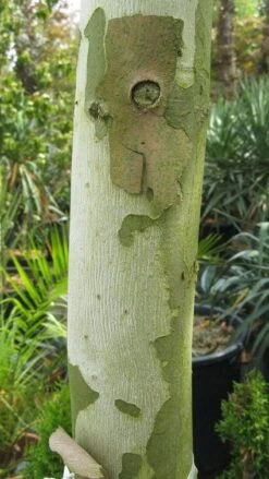 Bolplataan (Platanus 'Alphen's Globe') -PlantenPracht Winkel 20120214140558 8