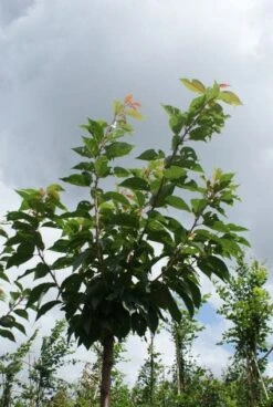 Japanse Sierkers (Prunus Serrulata 'Kanzan') 13 Japanse Sierkers (Prunus Serrulata 'Kanzan') -PlantenPracht Winkel 20120214142932 16