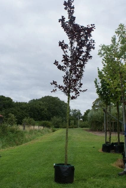 Rode Kerspruim Als Boom (Prunus Cerasifera 'Nigra') 6 Rode Kerspruim Als Boom (Prunus Cerasifera 'Nigra') - Afbeelding 4