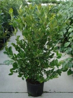 Stermagnolia (Magnolia Stellata) -PlantenPracht Winkel 20120214143817 13