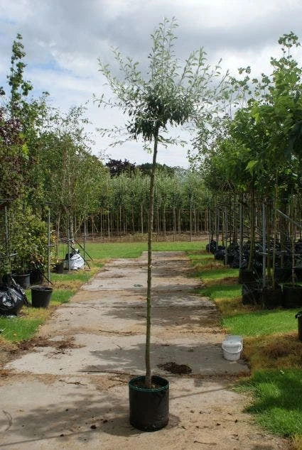 Treursierpeer (Pyrus Salicifolia 'Pendula') 5 Treursierpeer (Pyrus Salicifolia 'Pendula') - Afbeelding 3