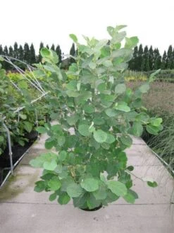 Beverboom (Magnolia Sieboldii) -PlantenPracht Winkel 20120214144026 8 1