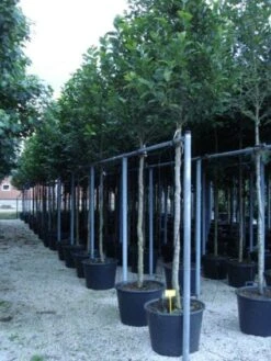 Beverboom (Magnolia Kobus) -PlantenPracht Winkel 20120214144339 19 1