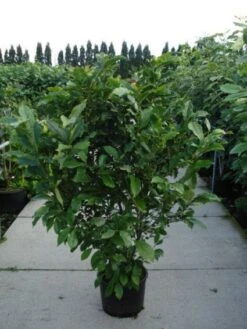 Beverboom, Struik (Magnolia Susan) -PlantenPracht Winkel 20120214144559 10 1