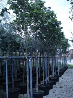 Beverboom (Magnolia 'Galaxy') -PlantenPracht Winkel 20120214144656 7