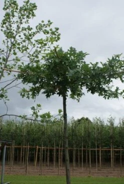 Moeraseik Als Dakboom (Quercus Palustris) -PlantenPracht Winkel 20120214144849 10