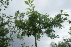 Moeraseik Als Dakboom (Quercus Palustris) -PlantenPracht Winkel 20120214144915 10