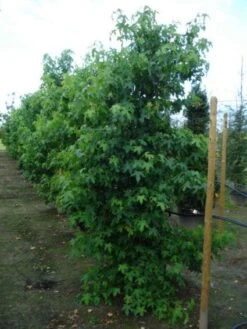 Amberboom Als Struik (Liquidambar Styraciflua) 15 Amberboom Als Struik (Liquidambar Styraciflua) -PlantenPracht Winkel 20120214151505 7