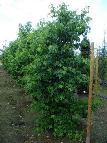 Amberboom Als Struik (Liquidambar Styraciflua) 5 Amberboom Als Struik (Liquidambar Styraciflua) - Afbeelding 3