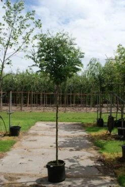 Bolacacia (Robinia Pseudoacacia 'Umbraculifera') -PlantenPracht Winkel 20120214153924 24