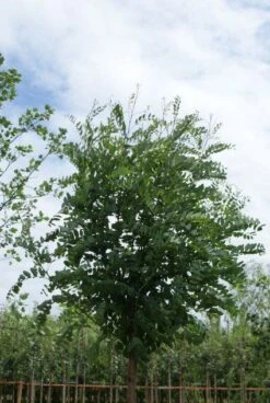 Bolacacia (Robinia Pseudoacacia 'Umbraculifera') -PlantenPracht Winkel 20120214154019 24 1