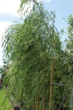 Treurwilg (Salix Sepulcralis 'Chrysocoma') -PlantenPracht Winkel 20120214154930 14 1