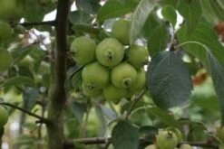 Sierappel (Malus 'Golden Hornet') 7 Sierappel (Malus 'Golden Hornet') -PlantenPracht Winkel 20120214155041 12 3