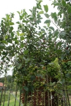 Sierappel (Malus 'Golden Hornet') -PlantenPracht Winkel 20120214155108 12 1