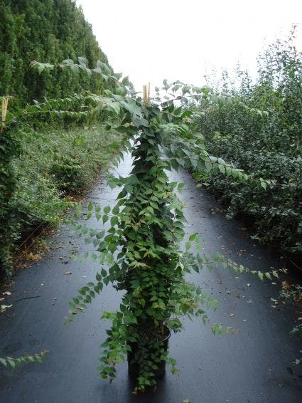 Kolkwitzia (Kolkwitzia Amabilis 'Pink Cloud') 3 Kolkwitzia (Kolkwitzia Amabilis 'Pink Cloud')