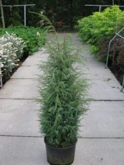 Jeneverbes (Juniperus Communis 'Hibernica') -PlantenPracht Winkel 20120215132223 7 1