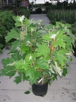 Eikenbladhortensia (Hydrangea Quercifolia) 20 Eikenbladhortensia (Hydrangea Quercifolia) -PlantenPracht Winkel 20120215133849 6