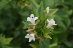 Abelia (Abelia Grandiflora 'Sherwood') -PlantenPracht Winkel 20120215153917 2
