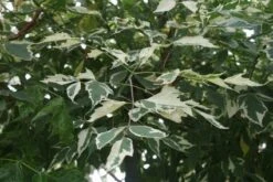 Vederesdoorn Als Boom (Acer Negundo 'Flamingo') -PlantenPracht Winkel 20120215154305 11