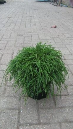Cypres (Chamaecyparis Pisifera 'Filifera Nana') -PlantenPracht Winkel 20120215164213 2