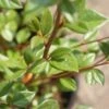 Dwergmispel (Cotoneaster Franchetii) -PlantenPracht Winkel 20120216092723 3 1