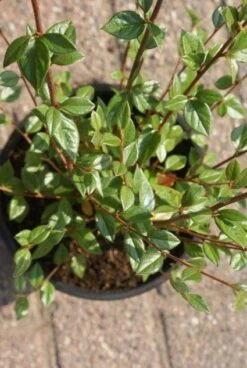 Dwergmispel (Cotoneaster Franchetii) -PlantenPracht Winkel 20120216092747 3